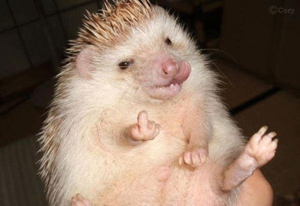 Евгения Хоменко