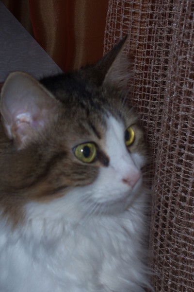 Ириша Богдан