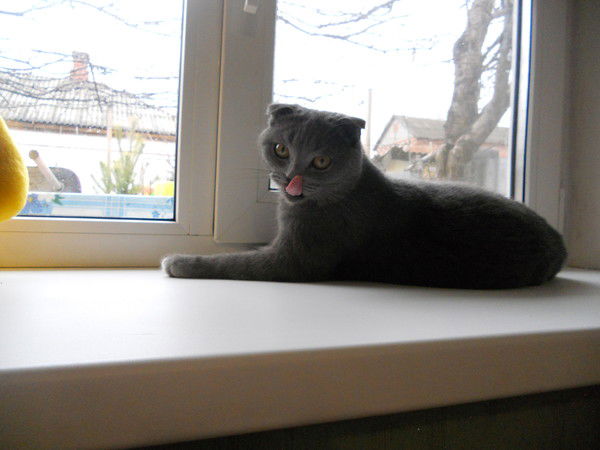 Елена Смольская