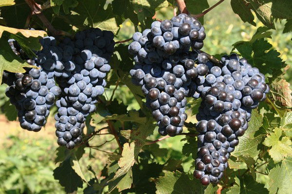 Ксения Новикова