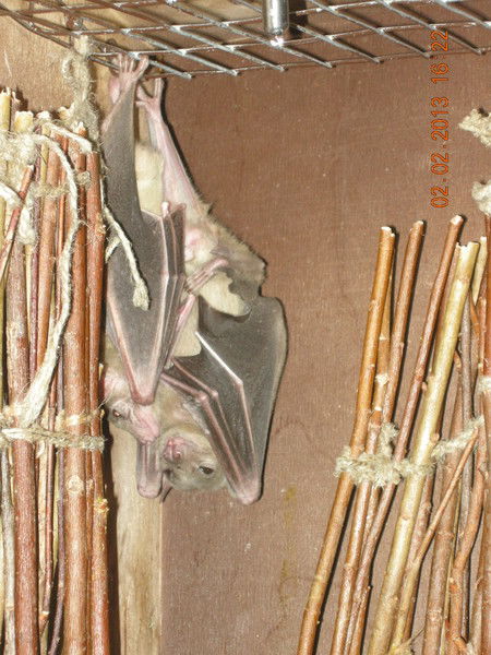 Кузьма Шнайдер