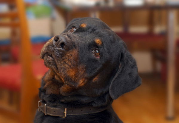 Алла Грабчева