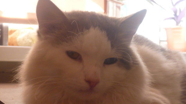 Константин Дз