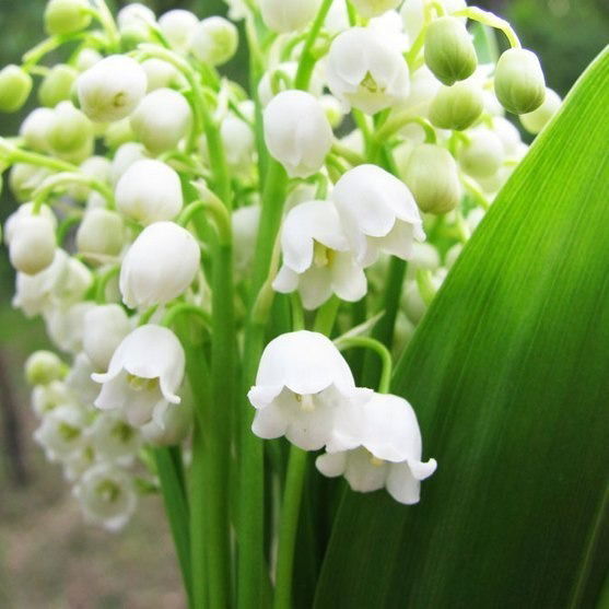 Нускайым Боронова