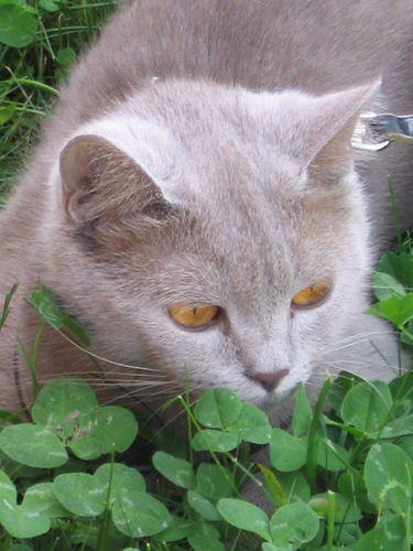 Светлана Павлова