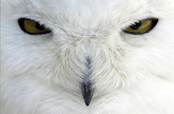 Леонтий Платонов