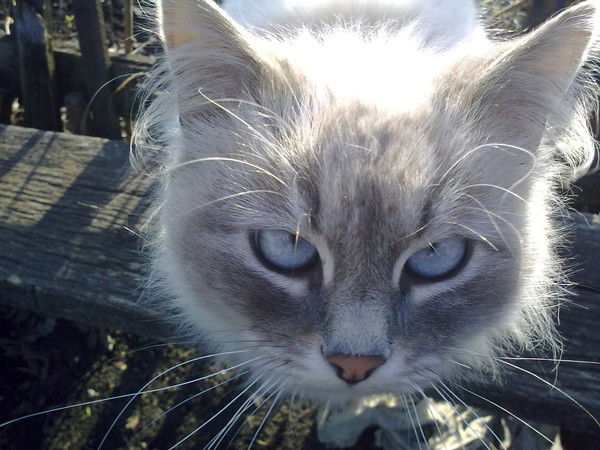 Буяка Буяка