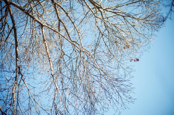 Елена Овсянникова