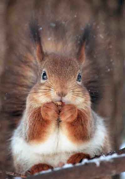 Ольга Белкина