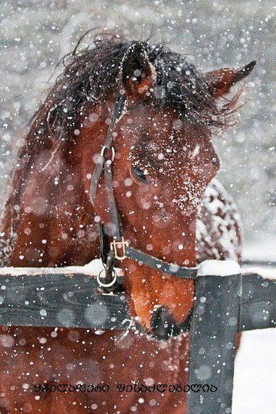 Альберт Топчиян