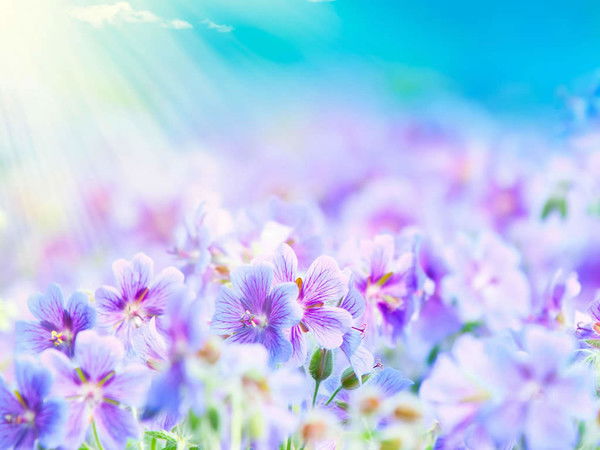 Елена Хлескина