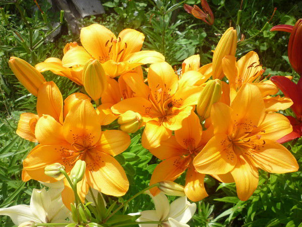 Наталья Костозёрова