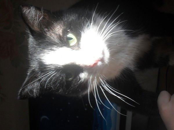 Ира Старилова