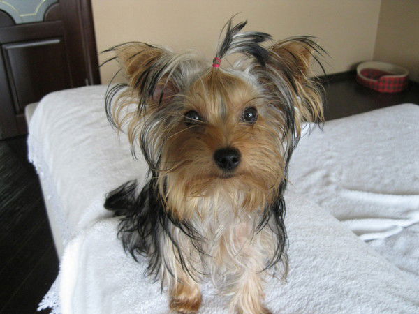 Елена Уфимцева