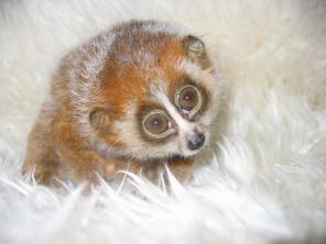 Екатерина Драгунова