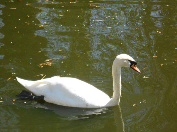 Иосиф Виссарионович