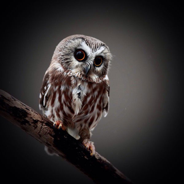 Юлия Романовна