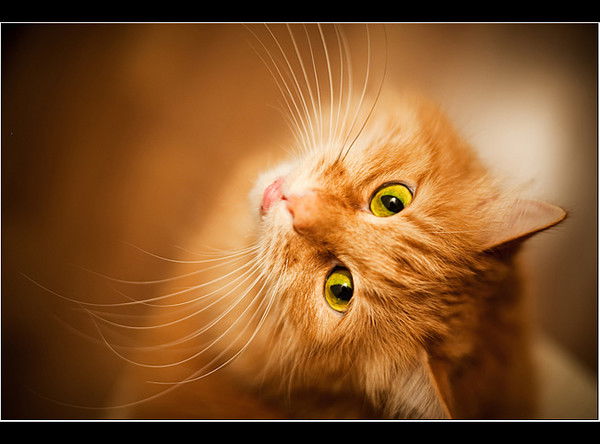 Маргарита Донская