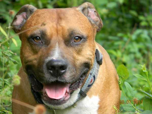 Вячеслав Сковородкин