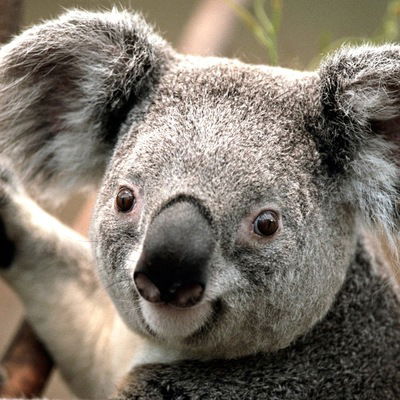 Валерия Шапоренко