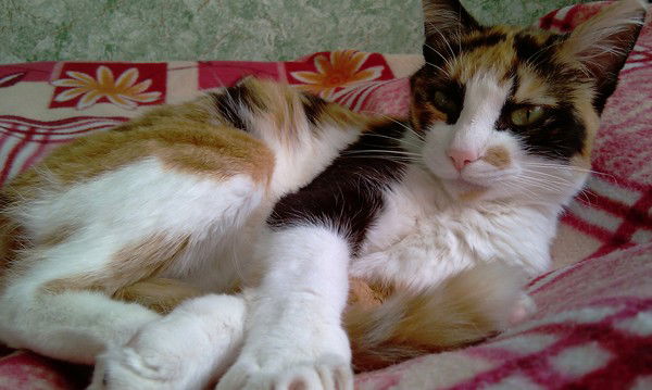 Ирина Заусаева