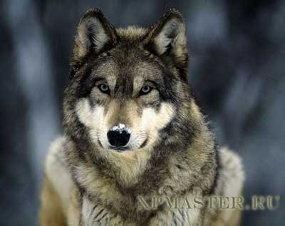 Александр Цветков