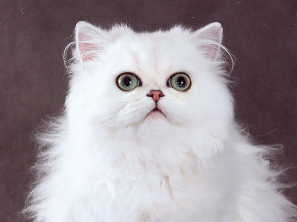 Слава Пупкин