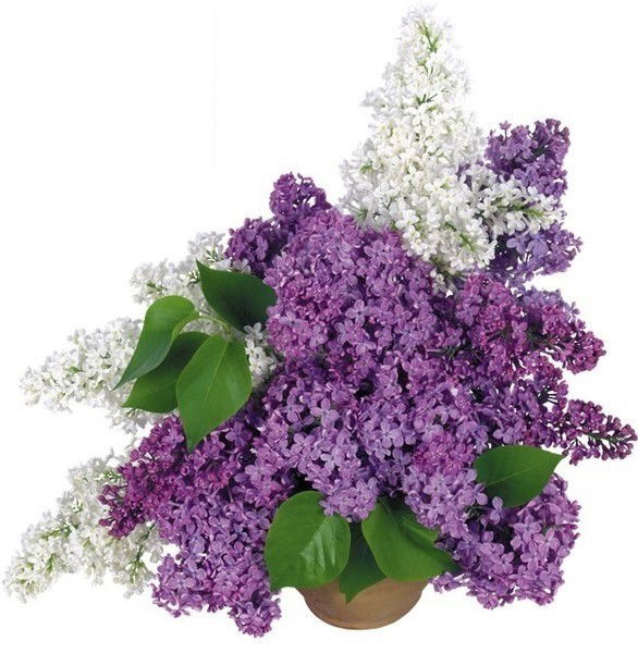 Галина Толщина