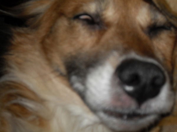 Дмитрий Ясенецкий