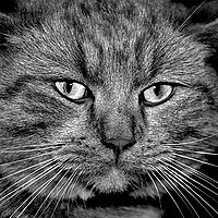 Аркадий Маркелов