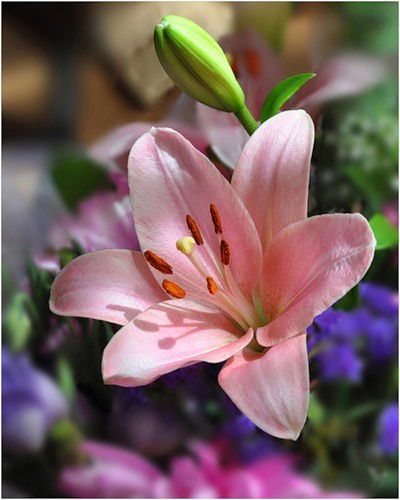 Лариса Козлова