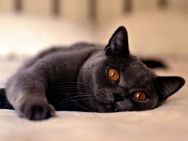 Натали Соколова