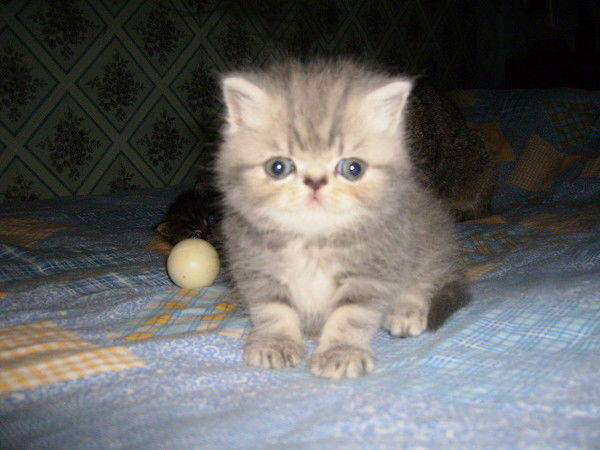 Ирина Казановская