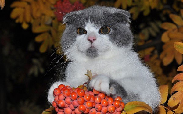 Саня Санжаров