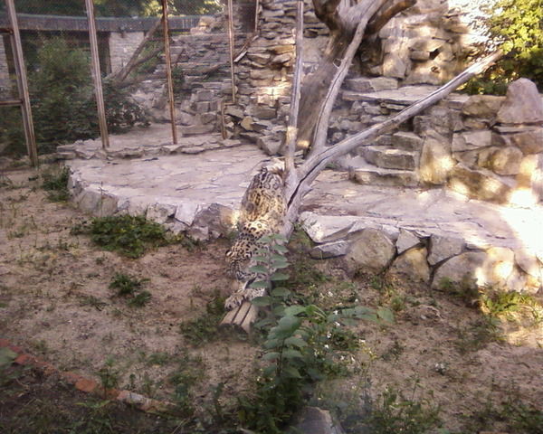 Марсель Яхиев