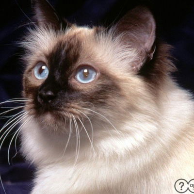 Анна Браславец