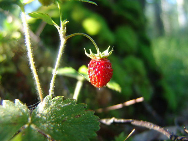 Дмитрий Лебедев