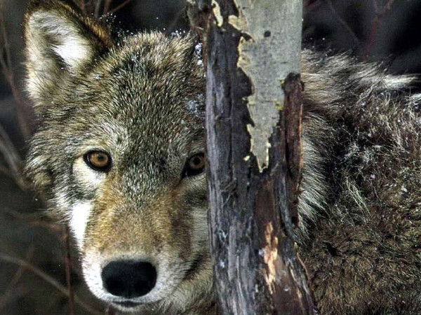 Святослав Золотков