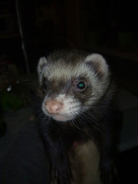 Галина Мирская