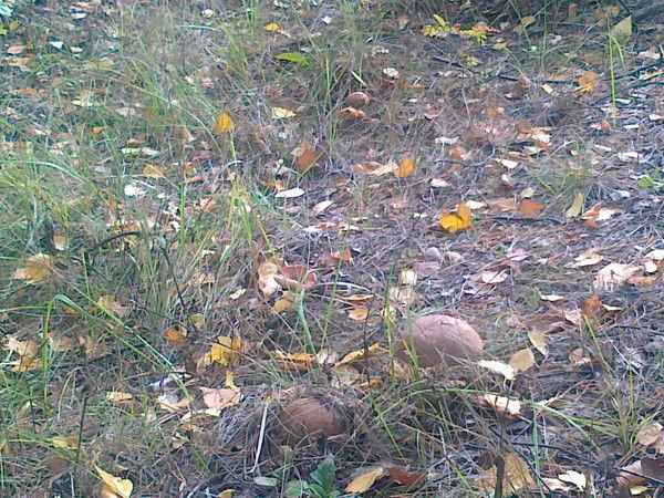 Игорь Давыдов