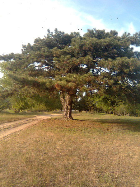 Виталий Губарев