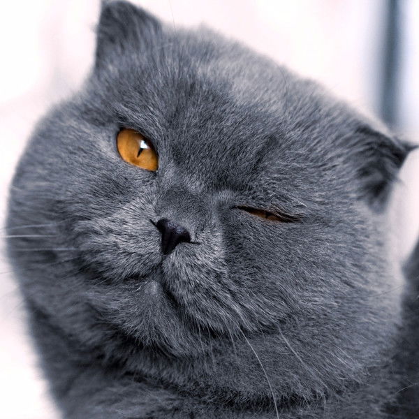 Роман Роман