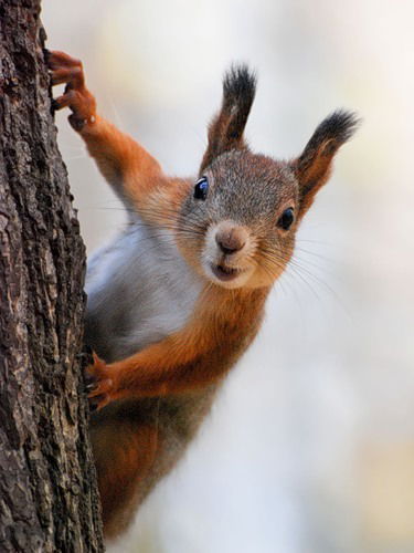 Анжела Дядык