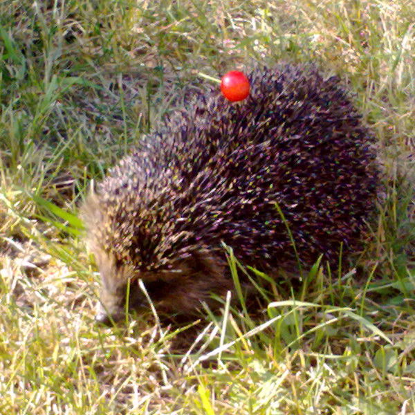 Юлия Черетович