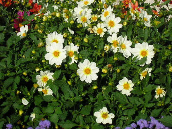 Ирина Минаева