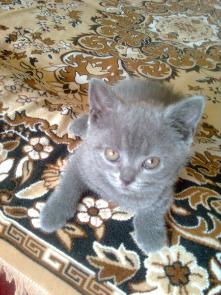 @сеня =) Алфёрова