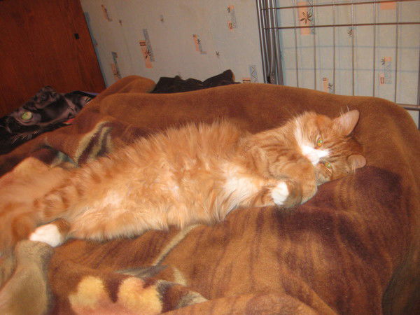 Ольга Панюшова