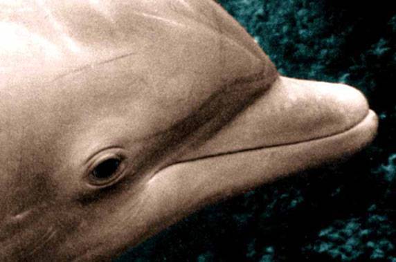 Евгения Кравченко