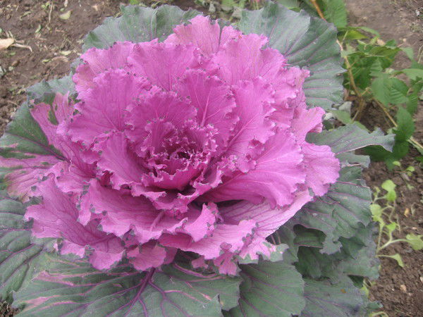 Игорь Гуров