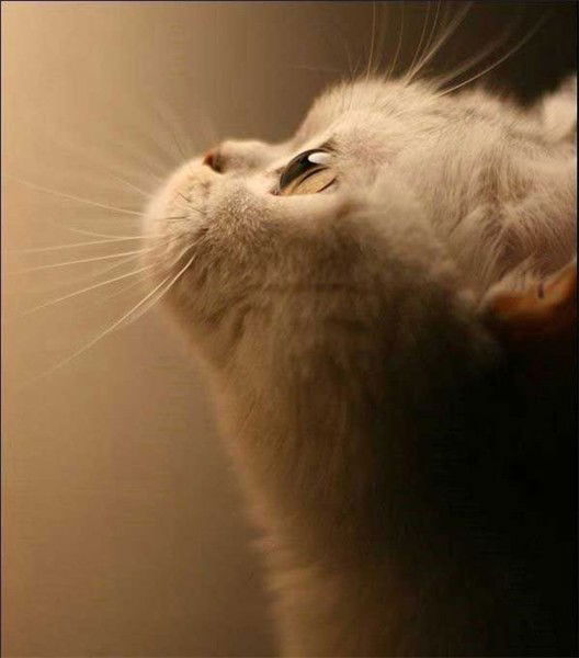 Юра Никитин